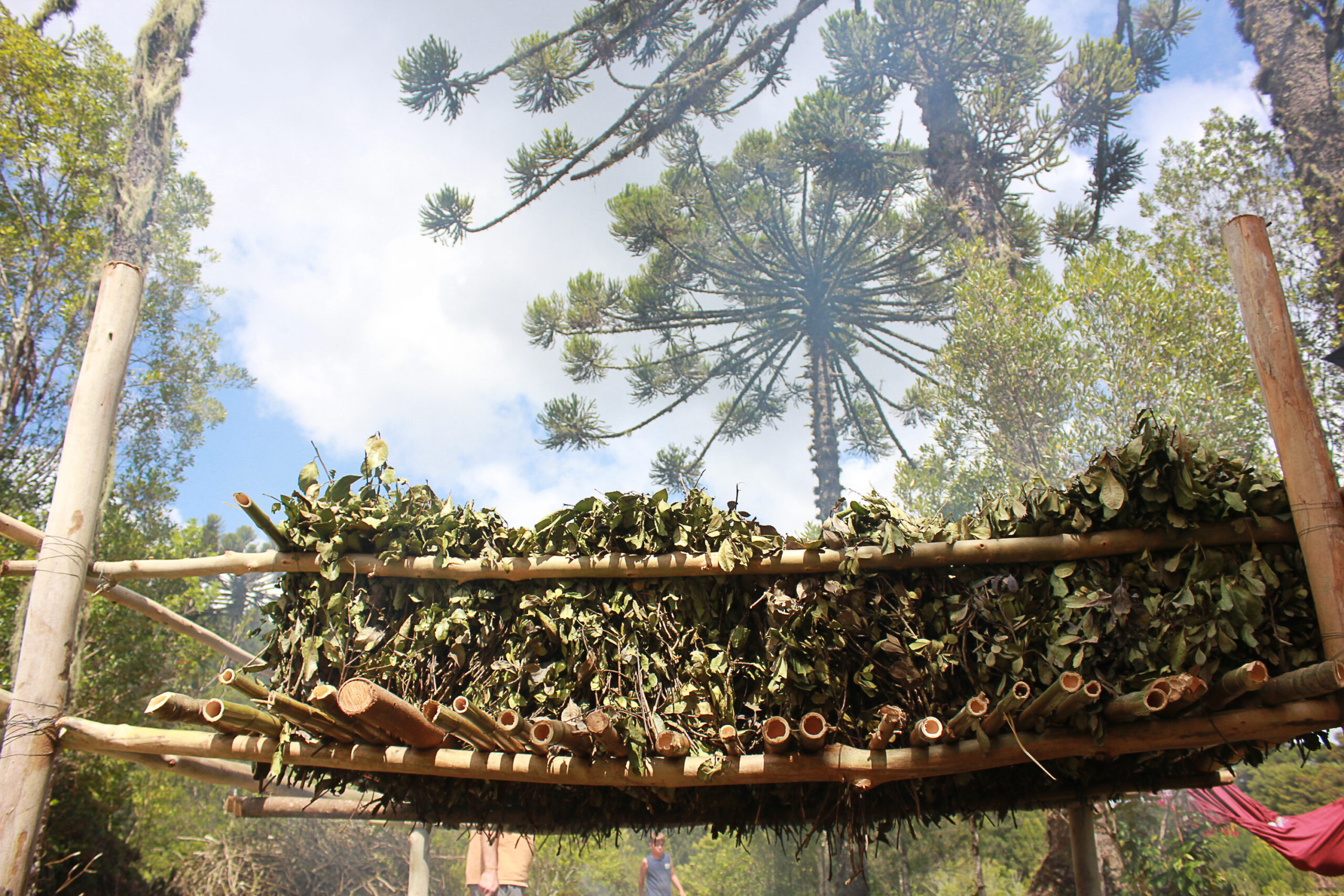 Mateando vivências: Carijada Kaatártica na FLONA celebra o encontro e a tradição ancestral
